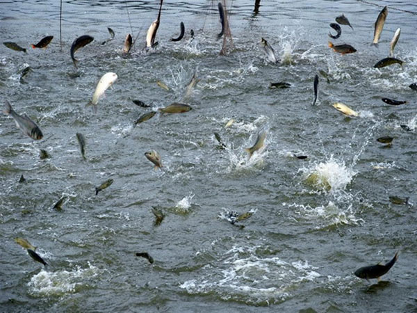 大型水產養殖需要什麽機械設備？